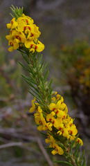Dillwynia floribunda