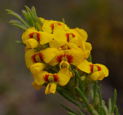 Dillwynia floribunda