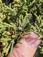 Oligotrophus juniperi