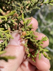 Oligotrophus juniperi