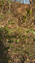 Ligustrum quihoui