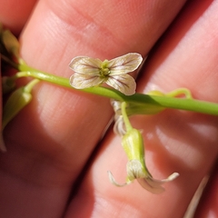 Caulanthus lasiophyllus