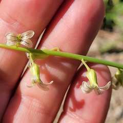 Caulanthus lasiophyllus