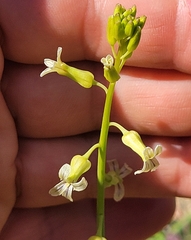 Caulanthus lasiophyllus