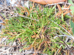 Polypremum procumbens