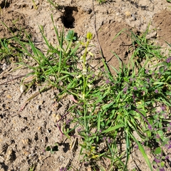 Caulanthus lasiophyllus