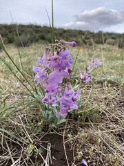 Penstemon secundiflorus