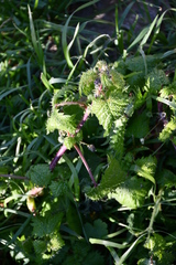 Urtica pilulifera