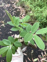 Senna pendula