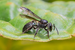 Neocorynura