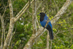 Cyanocorax caeruleus