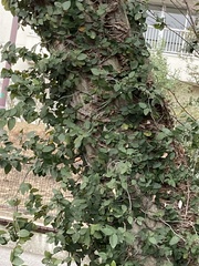 Ficus pumila