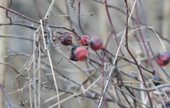 Rosa palustris