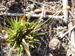 Xyris brevifolia