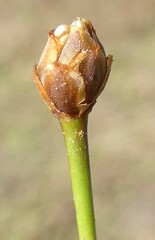 Xyris brevifolia