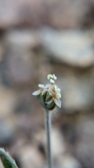 Plantago ovata