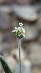 Plantago ovata