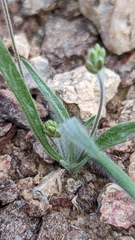 Plantago ovata