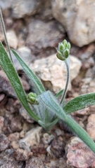 Plantago ovata
