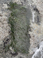 Phyllospadix scouleri