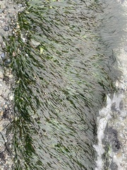 Phyllospadix scouleri