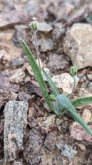 Plantago ovata