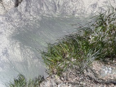 Phyllospadix scouleri