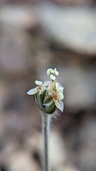 Plantago ovata