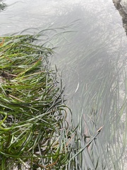 Phyllospadix scouleri