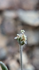 Plantago ovata