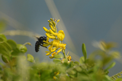 Xylocopa brasilianorum