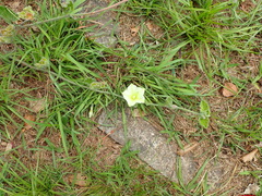 Convolvulus natalensis