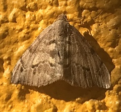 Macaria mirthae