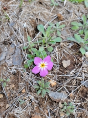 Phlox roemeriana