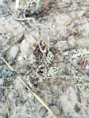 Atriplex leucophylla