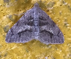 Macaria mirthae