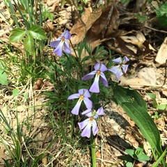 Viola pedata