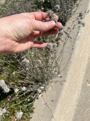 Eriastrum densifolium
