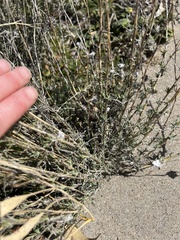 Eriastrum densifolium
