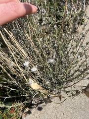 Eriastrum densifolium