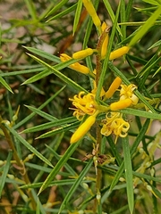 Persoonia juniperina