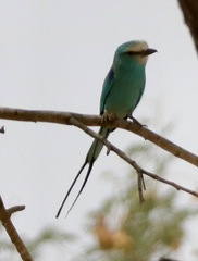 Coracias abyssinicus
