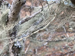 Usnea articulata