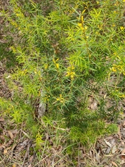 Persoonia juniperina
