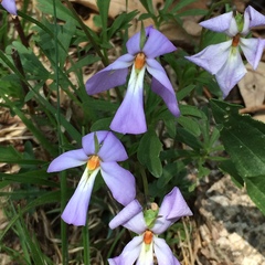 Viola pedata