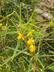 Persoonia juniperina