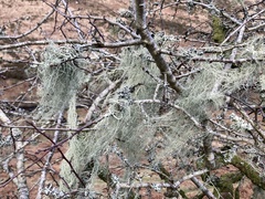 Usnea articulata