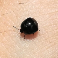 Coptosoma scutellatum