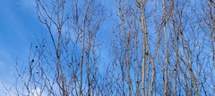 Alnus maritima