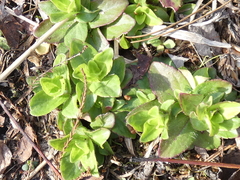Bacopa caroliniana